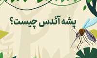 نکاتی درمورد پشه آئدس و تب دنگی